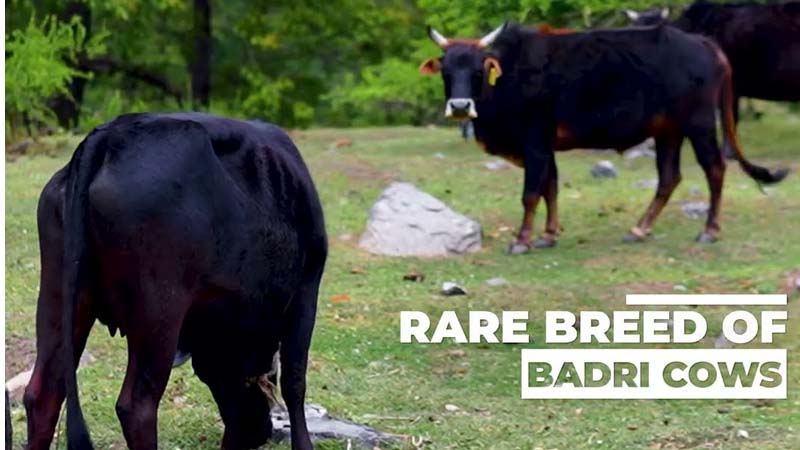 Barsana Magic Corporate Video